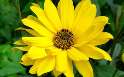Do You Know About These Amazing Arnica Benefits?
